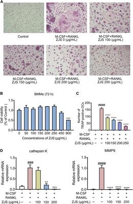 ZhiJingSan Inhibits Osteoclastogenesis via Regulating RANKL/NF-κB Signaling Pathway and Ameliorates Bone Erosion in Collagen-Induced Mouse Arthritis